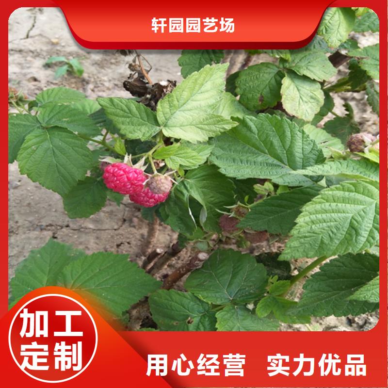 【树莓樱桃苗生产加工】