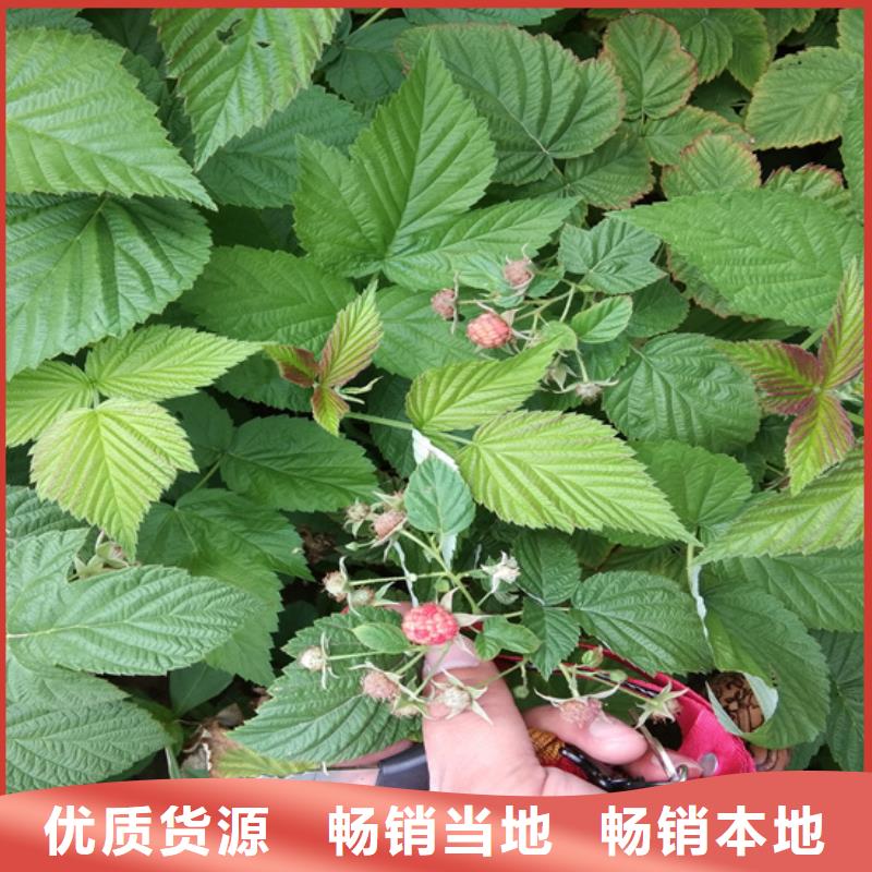 【树莓樱桃苗生产加工】