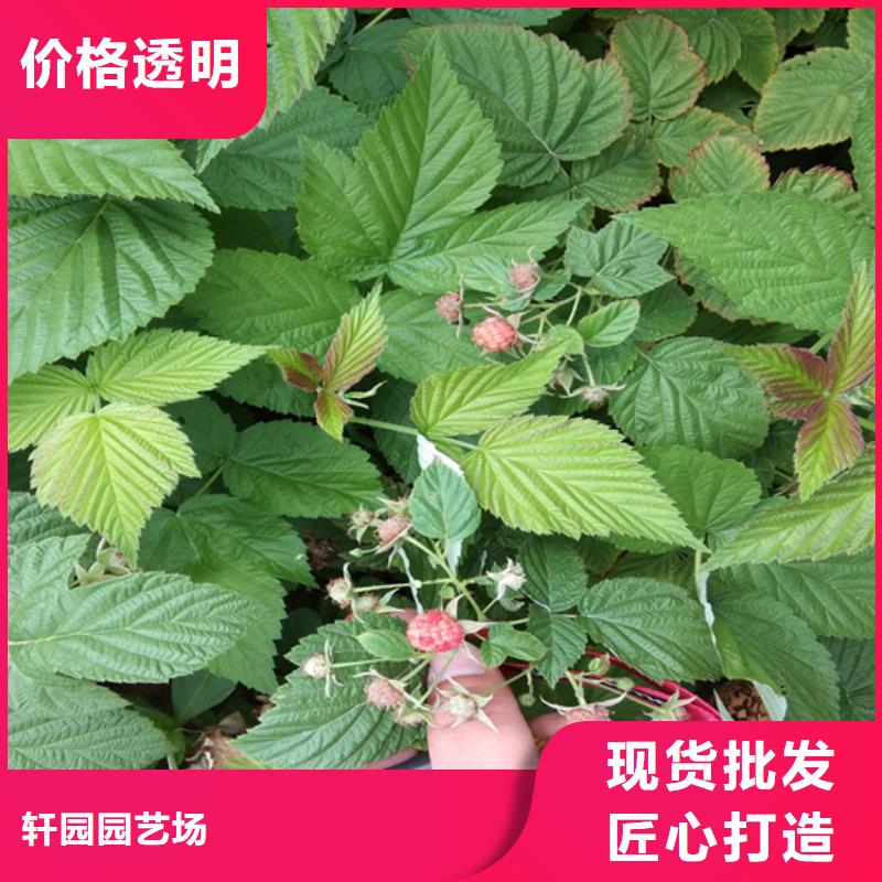树莓石榴树满足多种行业需求