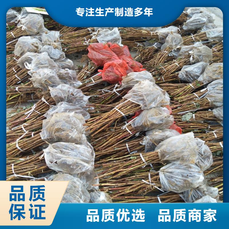 树莓3公分石榴苗匠心工艺