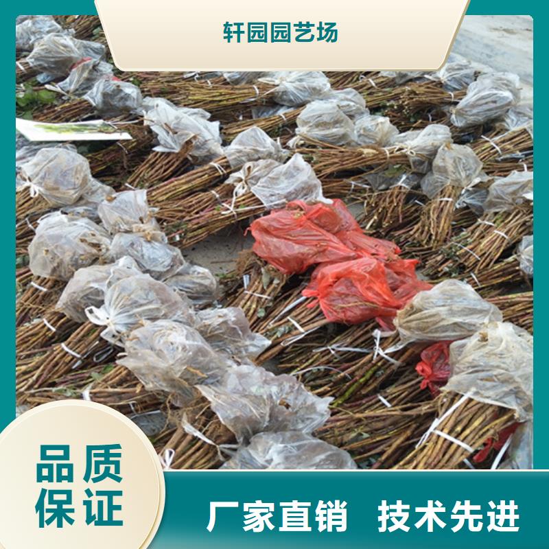 【树莓】_石榴苗每一处都是匠心制作