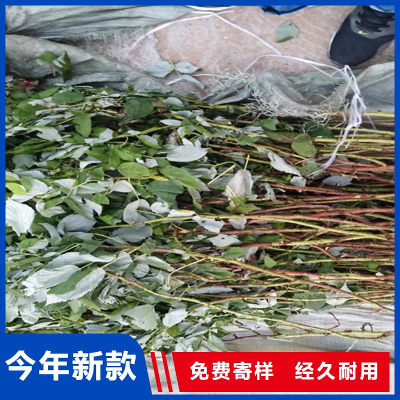 树莓3公分石榴苗匠心工艺