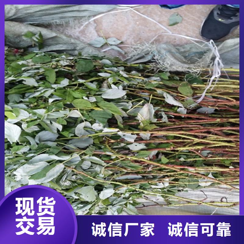 树莓樱桃苗好货有保障