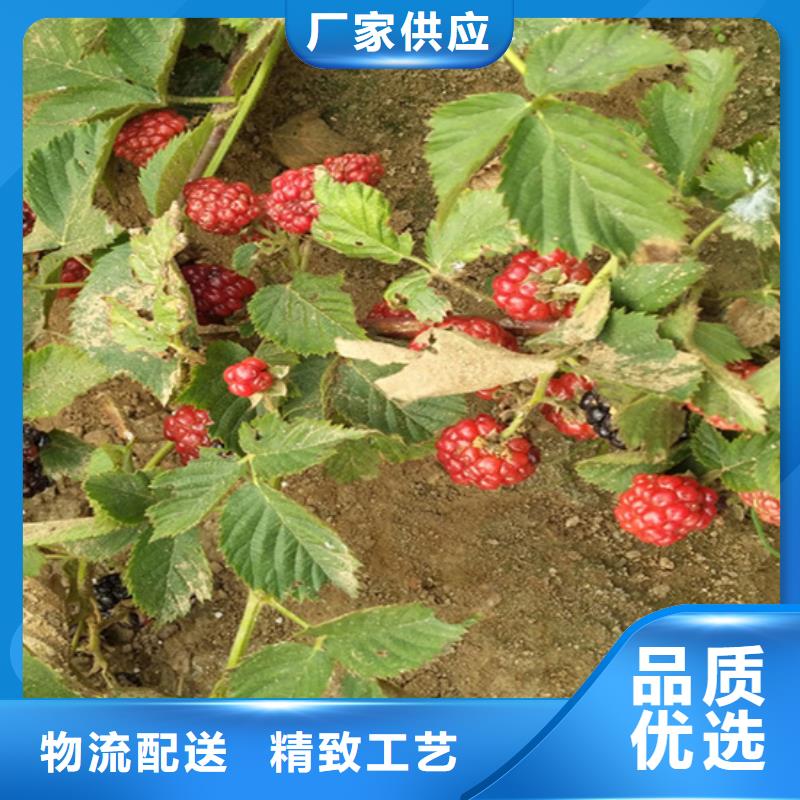 树莓樱桃苗好货有保障