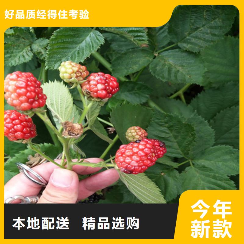 树莓3公分石榴苗匠心工艺