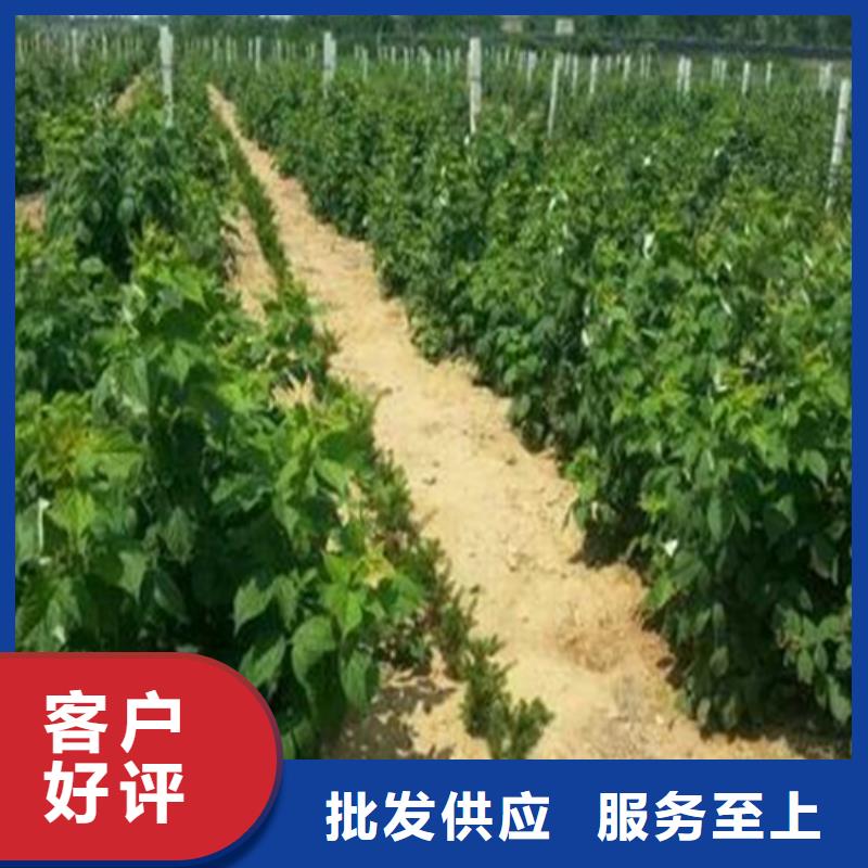 树莓,【蓝莓苗】您想要的我们都有