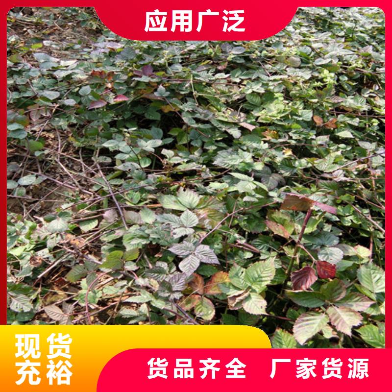树莓,【蓝莓苗】您想要的我们都有