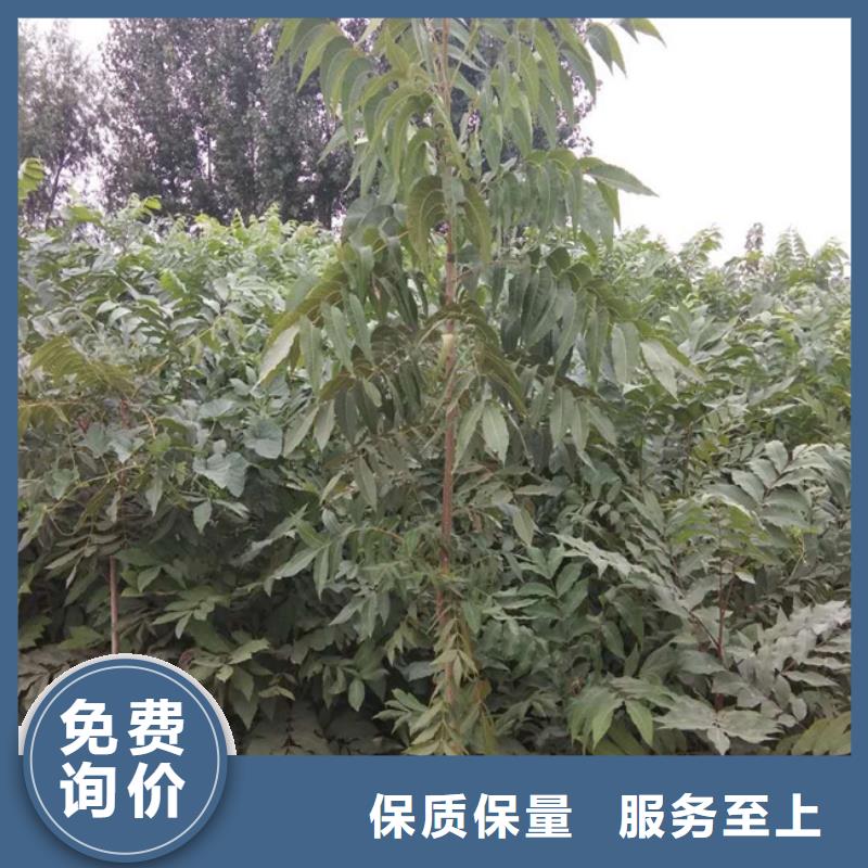 碧根果桃树苗优质货源