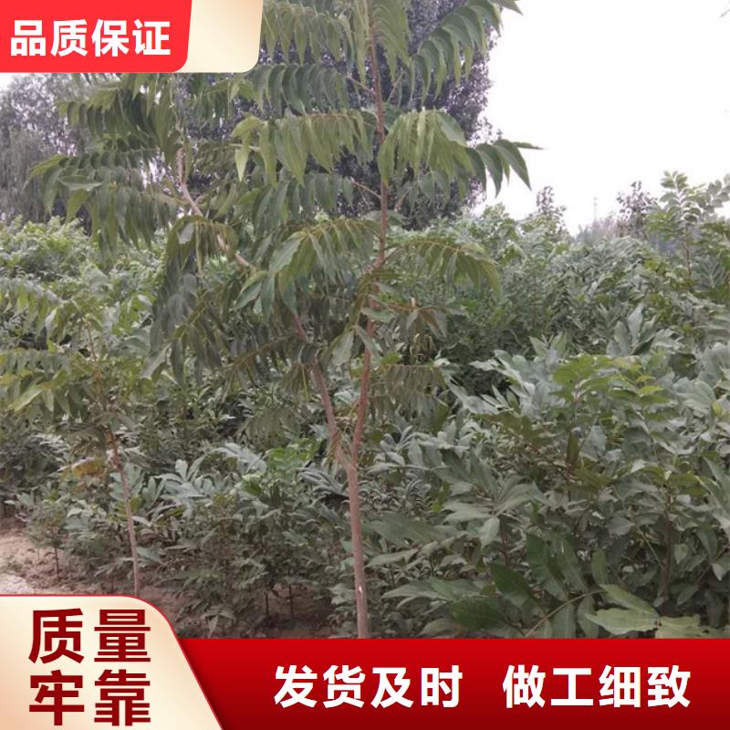碧根果桃树苗优质货源