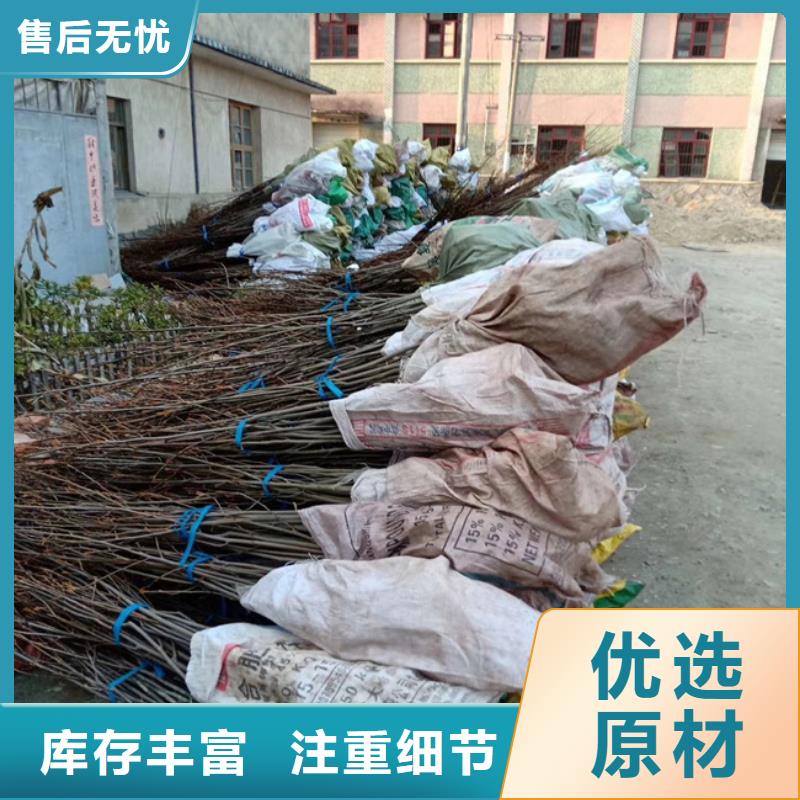 碧根果,桃树苗工厂直营