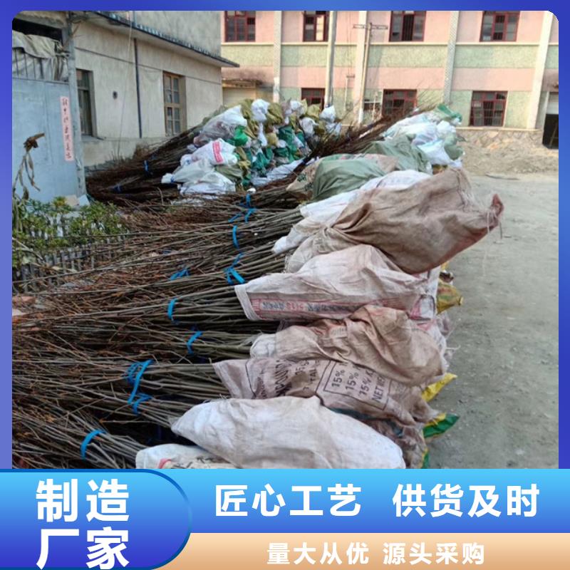 碧根果桃树苗优质货源