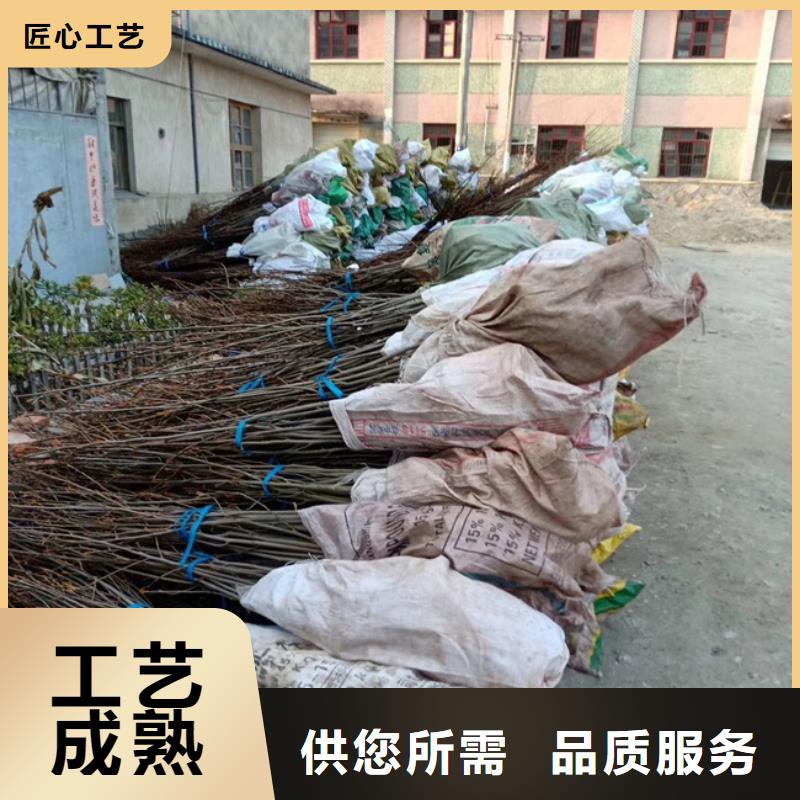 碧根果桃树苗优质货源