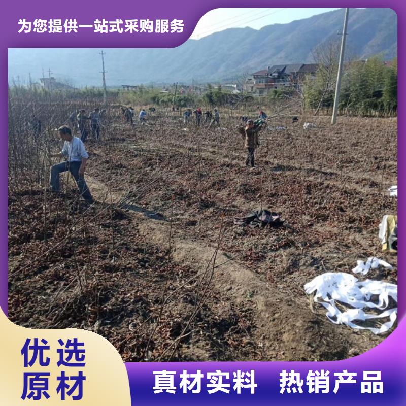 碧根果苹果苗精选优质材料