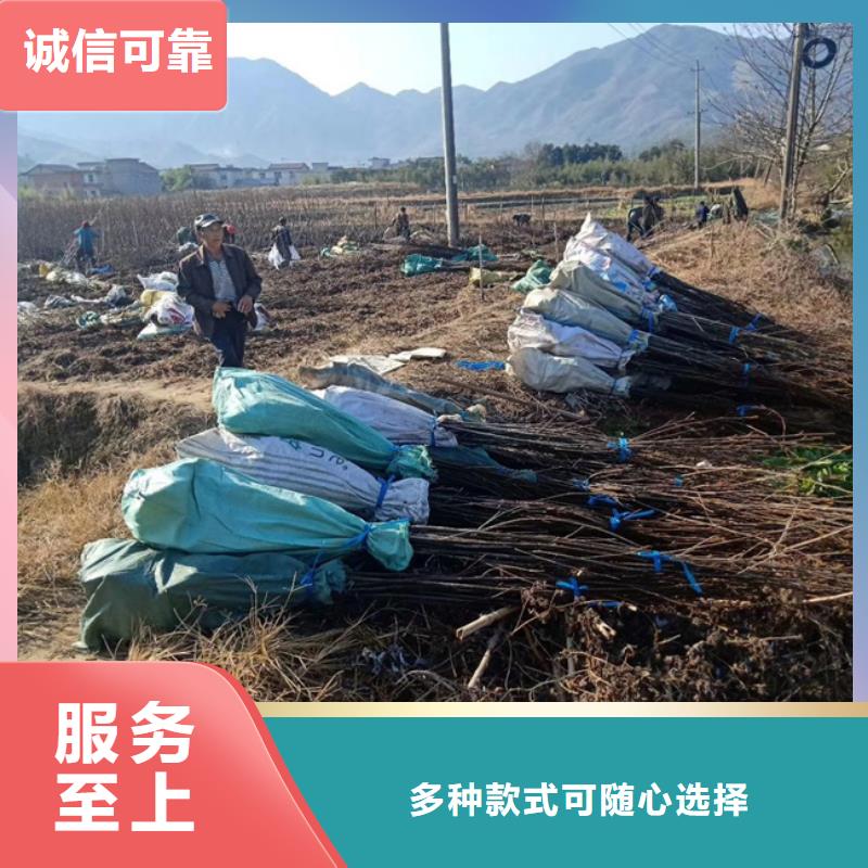 碧根果石榴树细节严格凸显品质