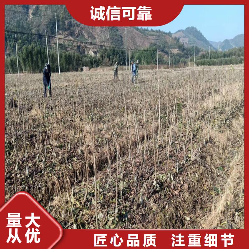 碧根果石榴树细节严格凸显品质