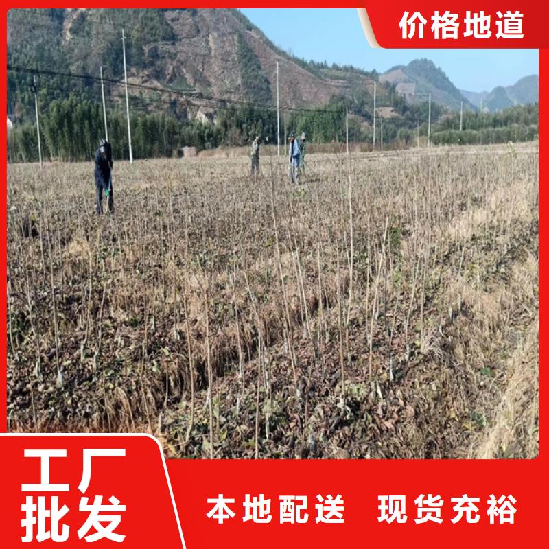 碧根果樱桃苗价格合理