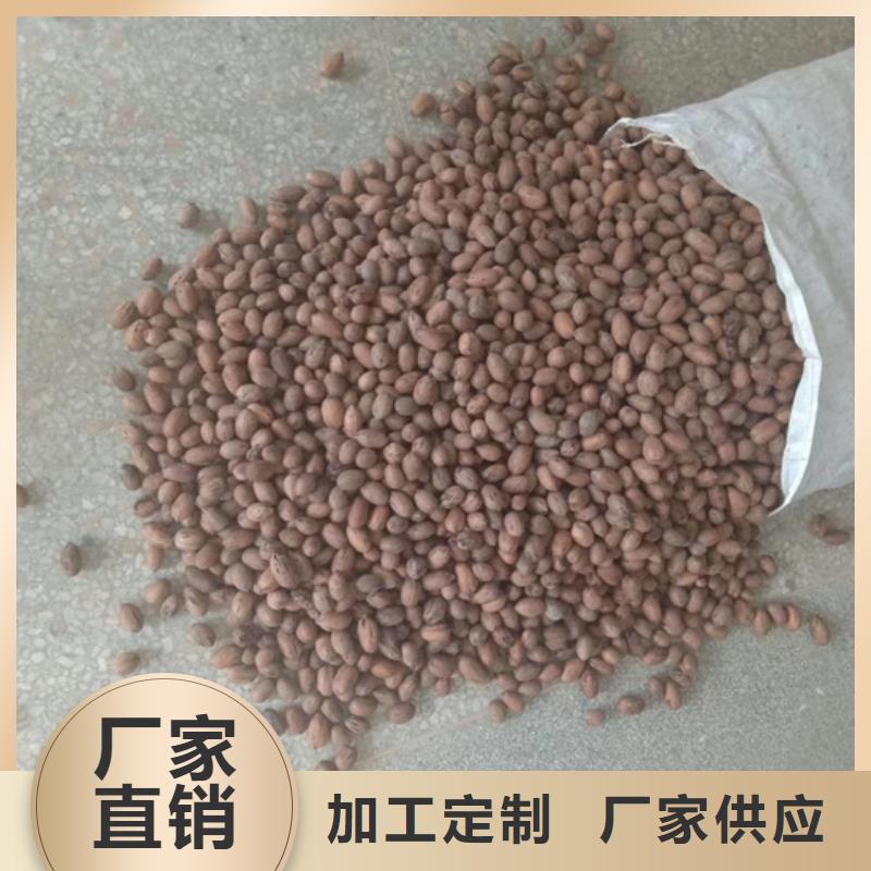 碧根果桃树苗优质货源