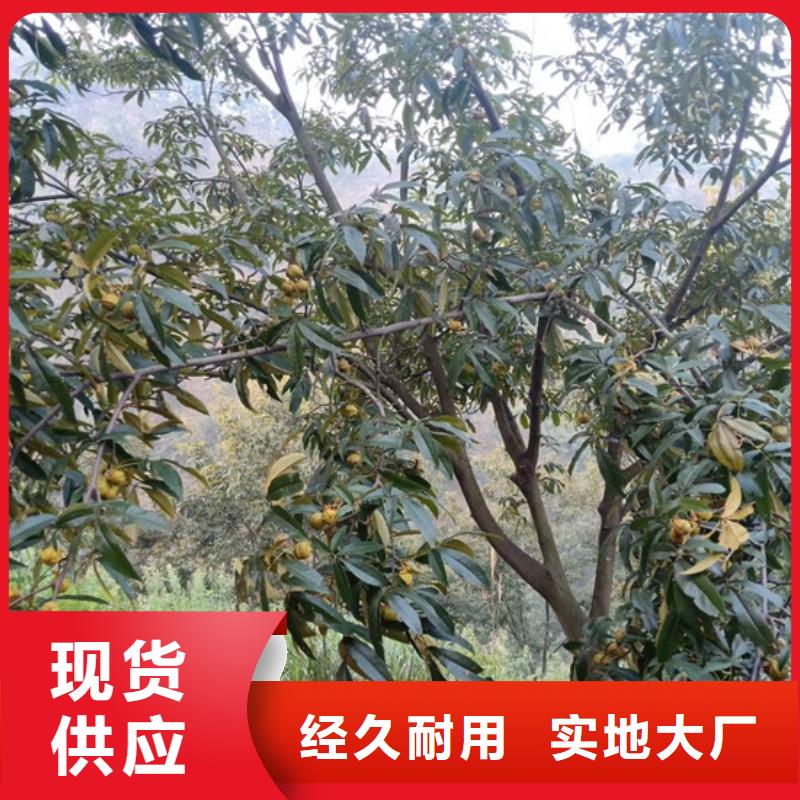 碧根果苹果苗层层质检