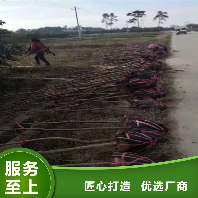 碧根果桃树苗优质货源