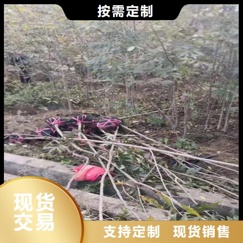 碧根果桃树苗用心做产品
