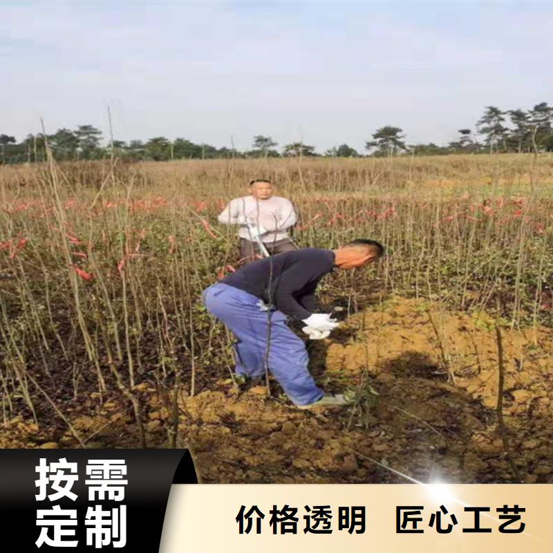 碧根果桃树苗优质货源