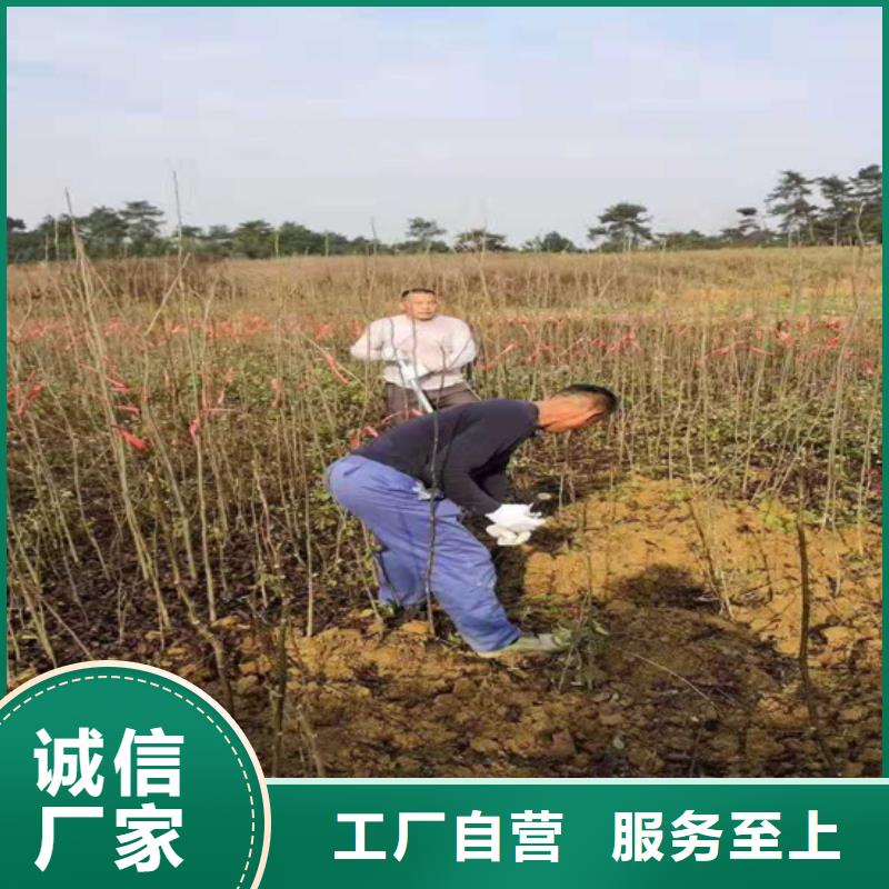 碧根果石榴树细节严格凸显品质