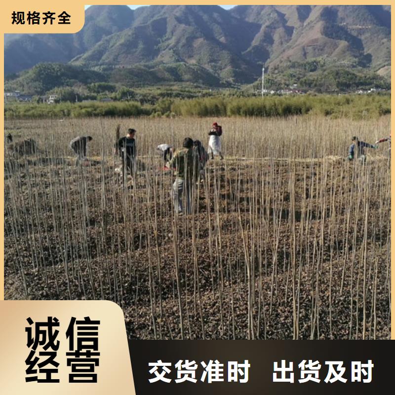 碧根果桃树苗优质货源