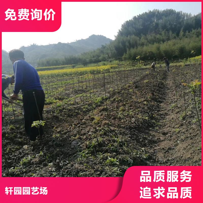 碧根果桃树苗优质货源