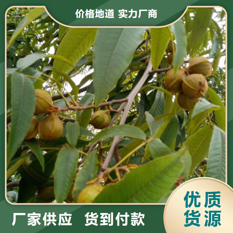 碧根果苹果苗精选优质材料