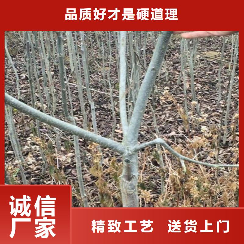 碧根果桃树苗优质货源