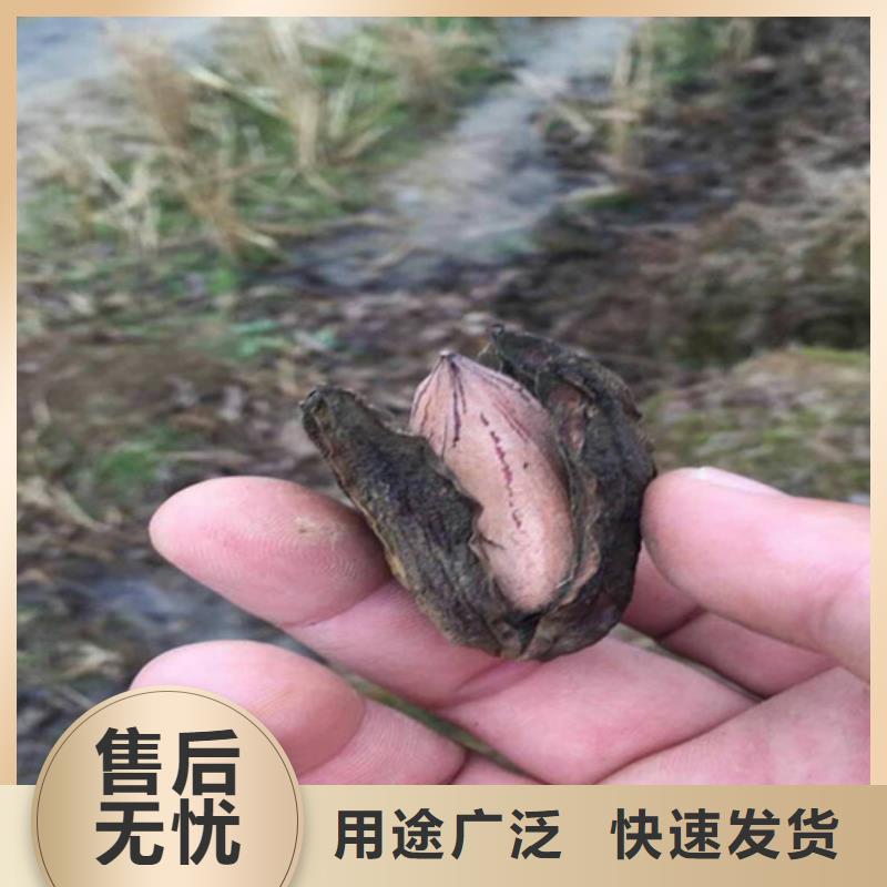 碧根果桃树苗优质货源