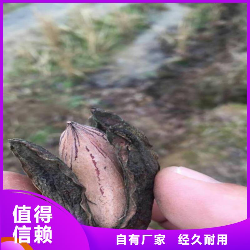 碧根果苹果苗层层质检