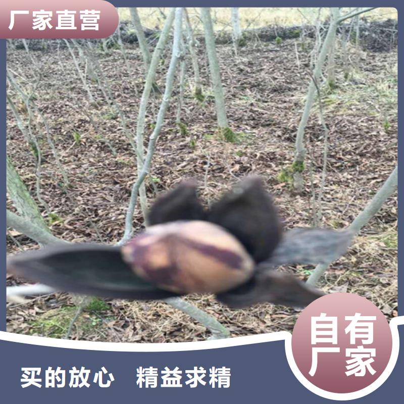 碧根果_石榴树品质保障售后无忧