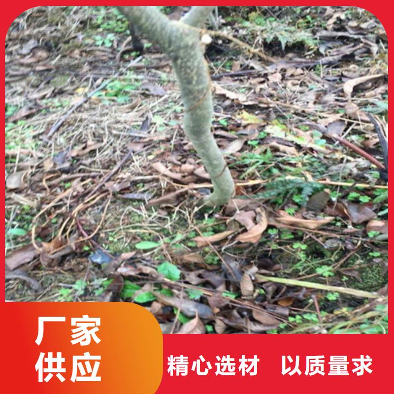 碧根果,桃树苗工厂直营