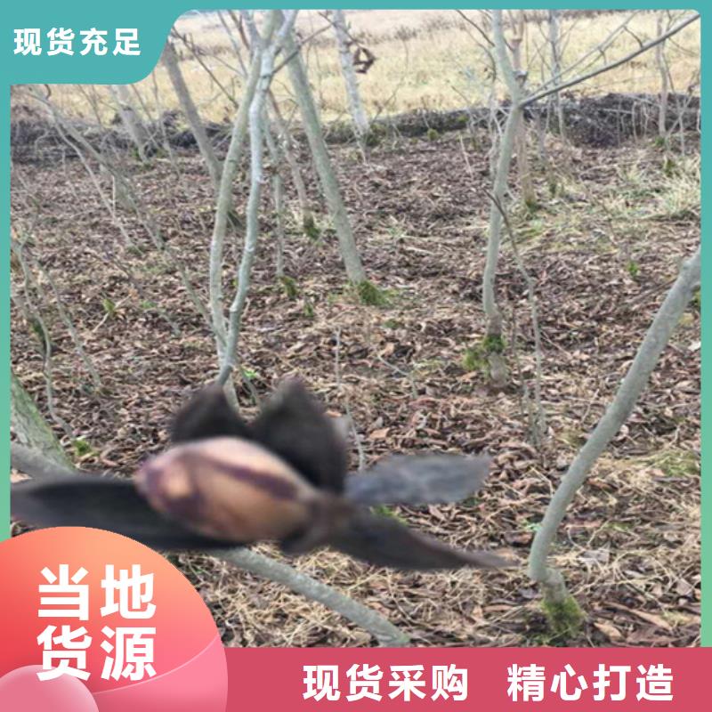 碧根果桃树苗优质货源