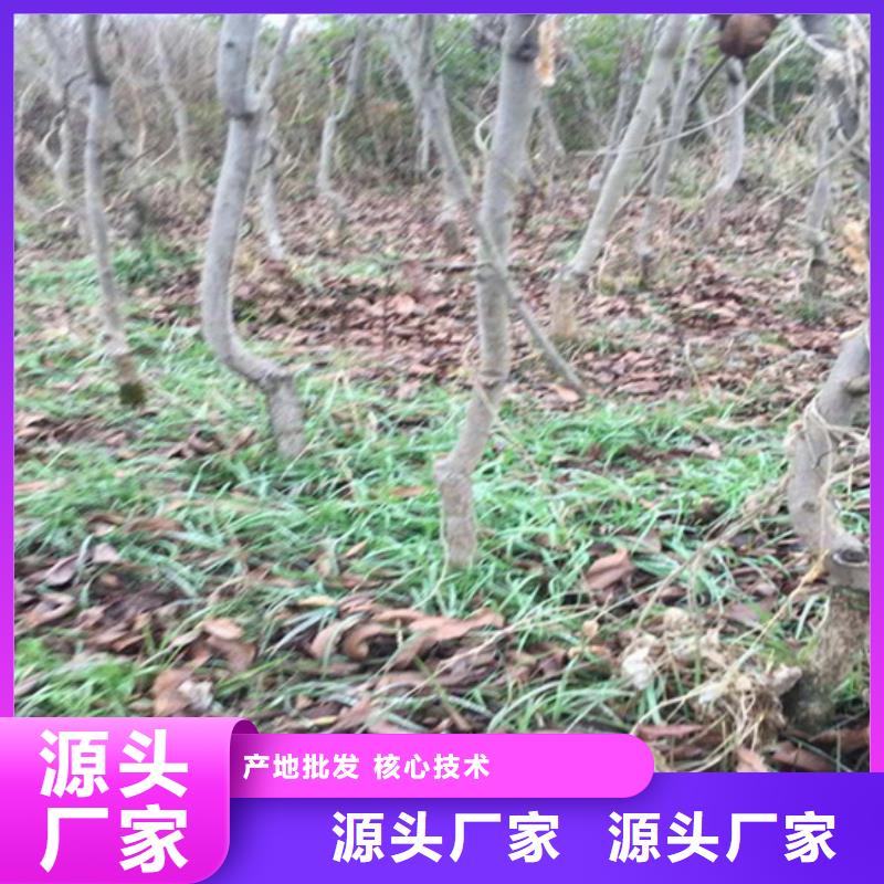 碧根果_石榴树品质保障售后无忧