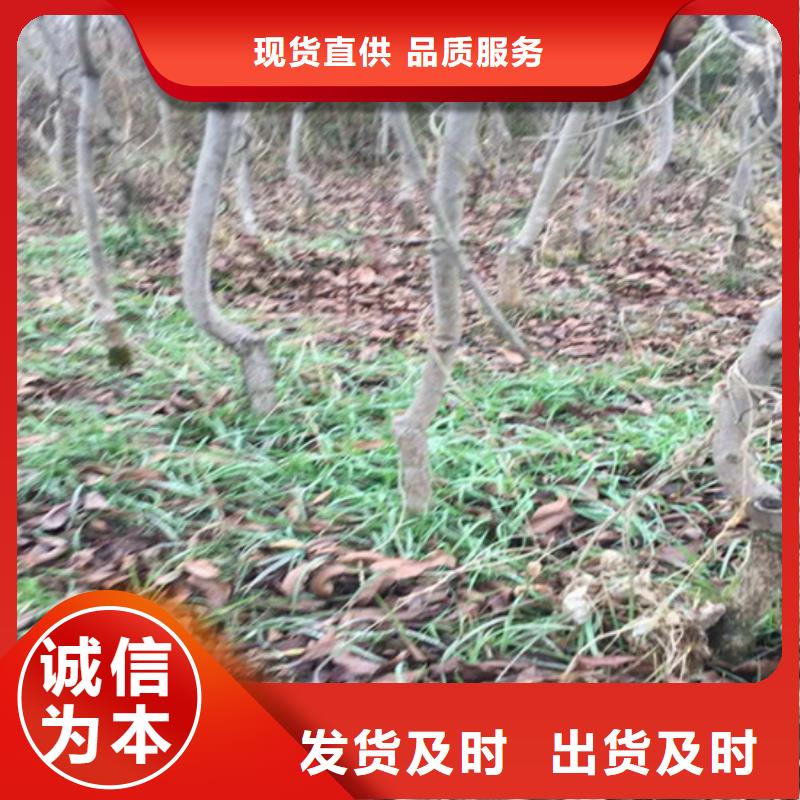 碧根果桃树苗优质货源
