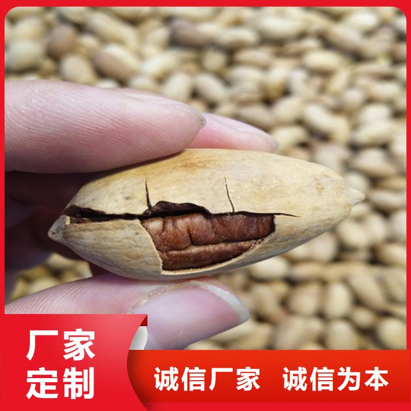 碧根果桃树苗用心做产品