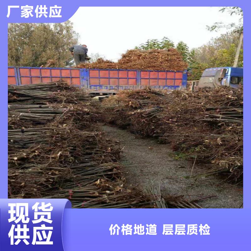 香椿李子苗资质认证