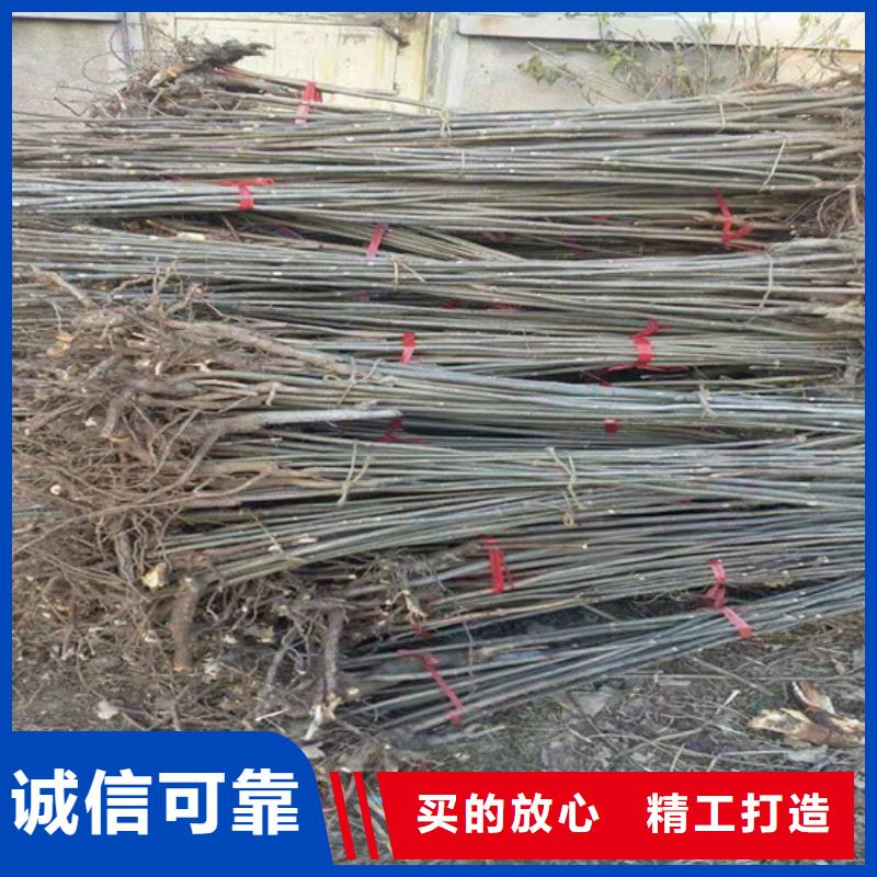 香椿板栗苗市场行情