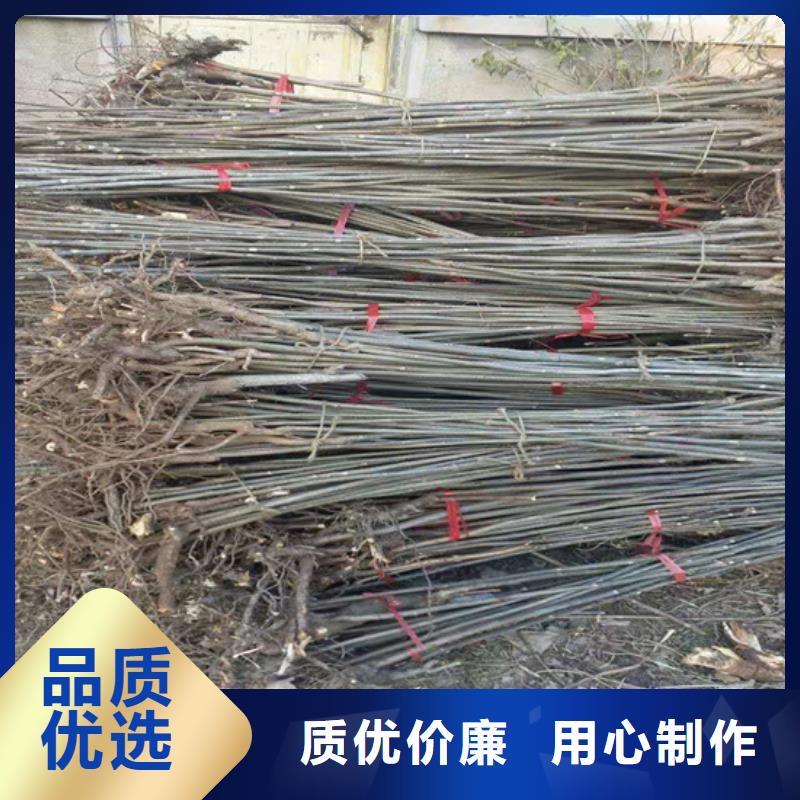 香椿桃树苗品质卓越