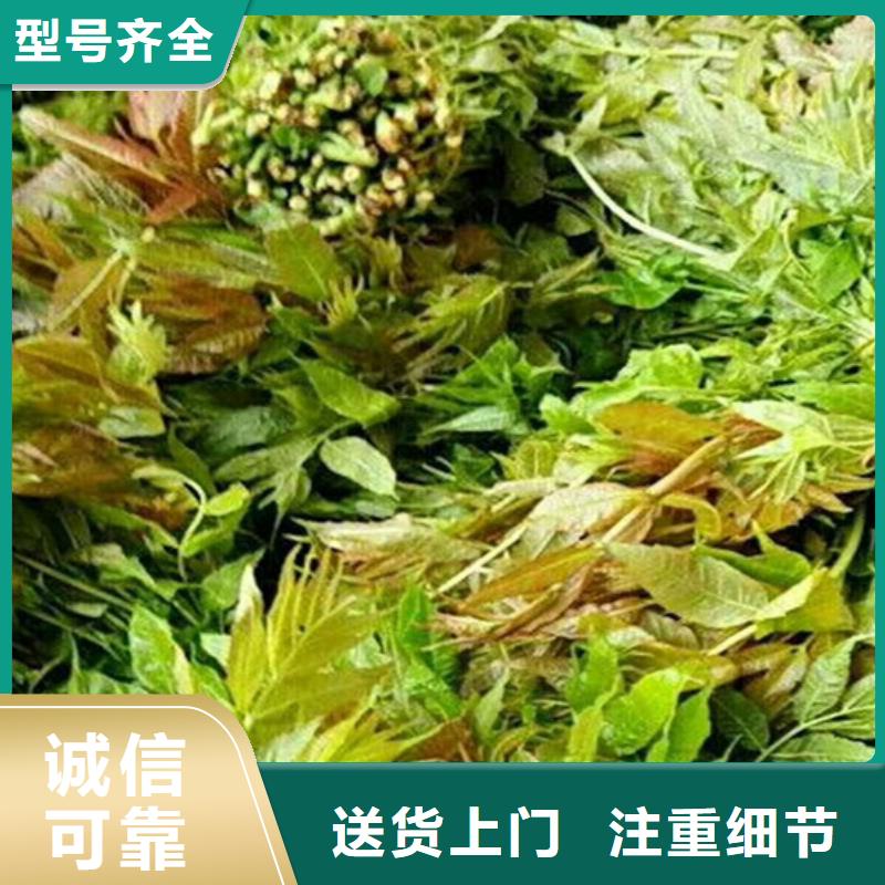 香椿桃树苗品质卓越