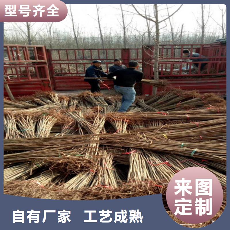 香椿桃树苗品质卓越