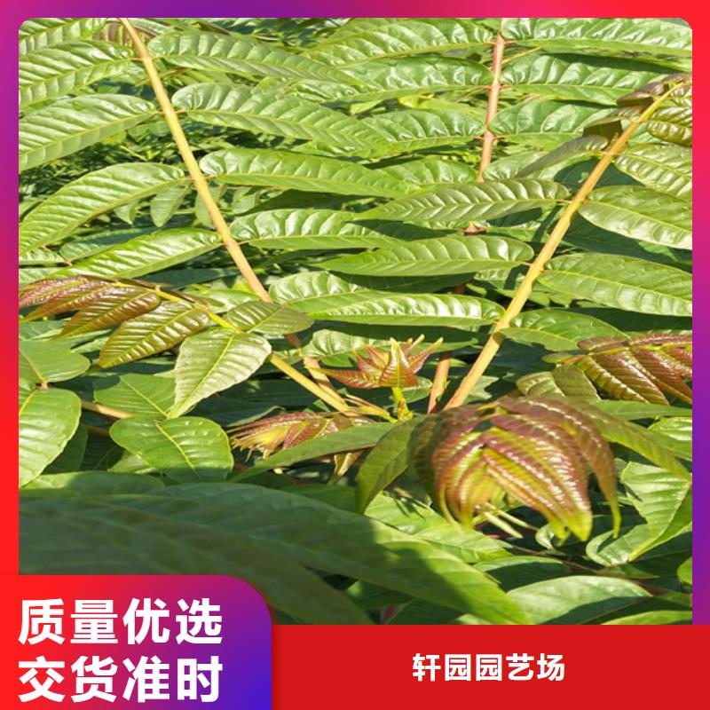 【香椿】【猕猴桃苗】精工打造