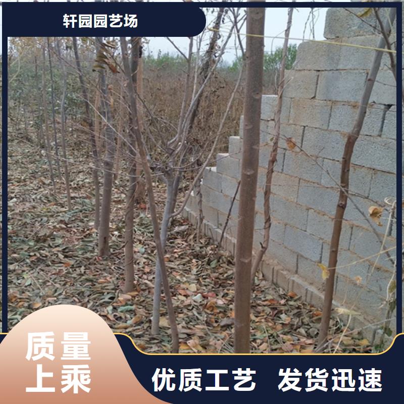 香椿桃树苗品质卓越