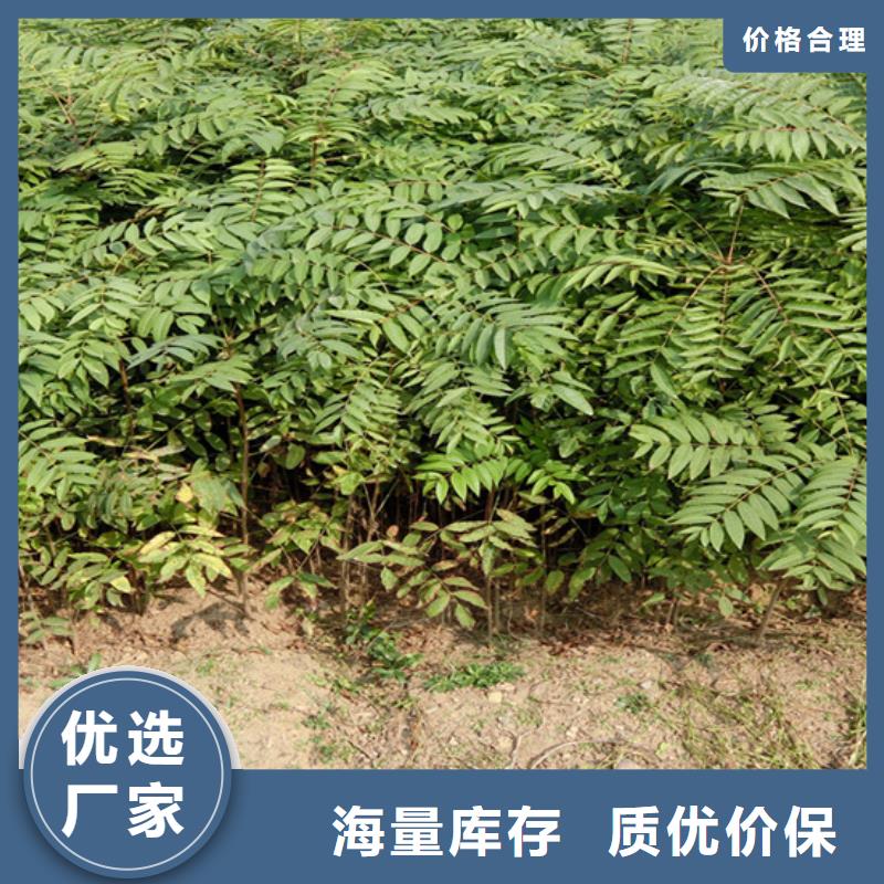 香椿李子苗资质认证