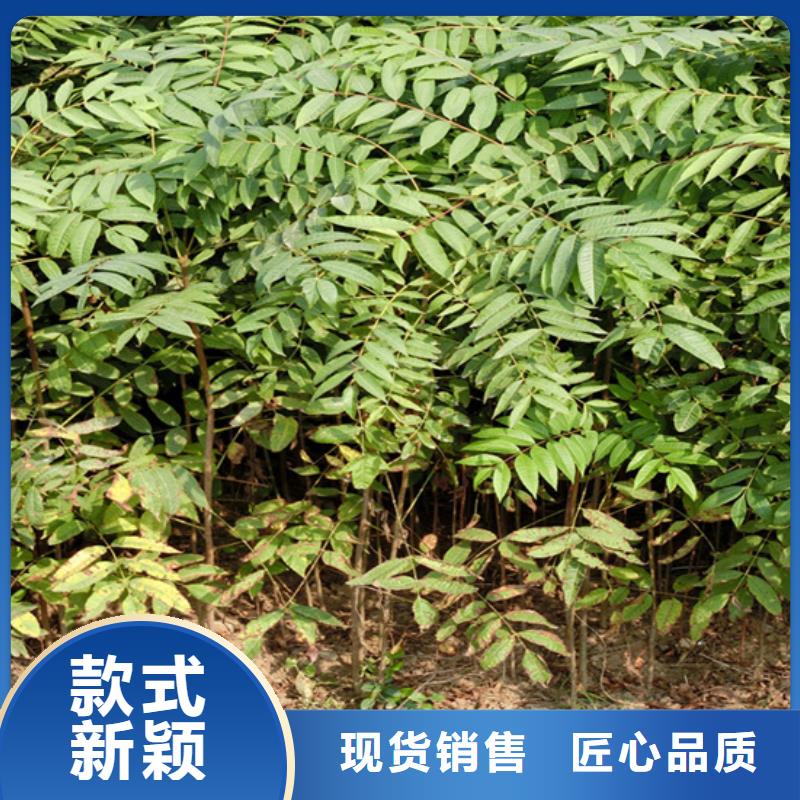 【香椿】【猕猴桃苗】精工打造
