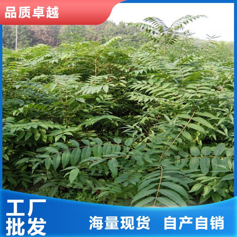 香椿樱桃苗货源足质量好