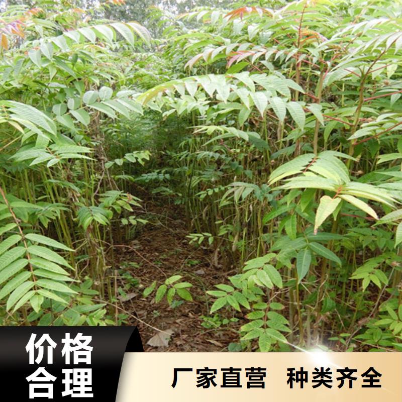 香椿樱桃苗货源足质量好
