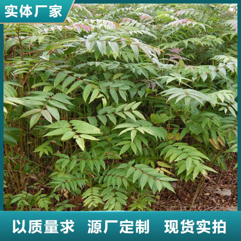 香椿樱桃苗货源足质量好